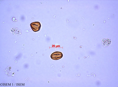 ISEM 1/Crassula_helmsii_29279/Crassula_helmsii_29279_0001(copy)_thumb.jpg